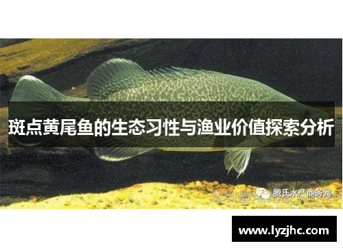 斑点黄尾鱼的生态习性与渔业价值探索分析